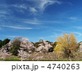 桜咲く彦根城