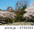 桜咲く彦根城