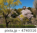 桜咲く彦根城