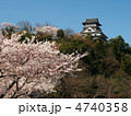 桜咲く犬山城