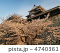 桜咲く松山城