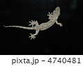やもり