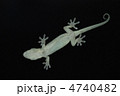 やもり