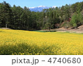 大町の菜の花畑