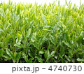 茶畑