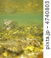 ヤマメ（サクラマス）の稚魚　