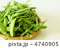 春の野菜　キヌサヤ