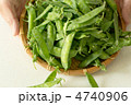 春の野菜　キヌサヤ