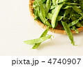 春の野菜　キヌサヤ