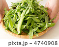 春の野菜　キヌサヤ