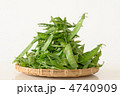 春の野菜　キヌサヤ