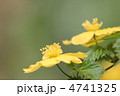 ヤマブキ