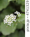 ワサビの花