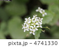 ワサビの花