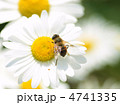 マーガレットと蜂