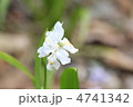 イチハツと虫