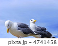 大空とカモメ