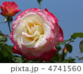バラ　花　大輪　ダブル・デライト