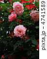 薔薇