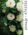 薔薇