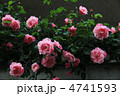 薔薇