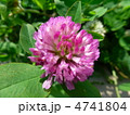 アカツメクサ　クローバーの花