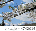 北アルプスと桜