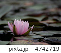 睡蓮