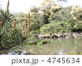 庭園の松の木