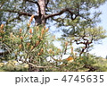 庭園の松の木