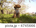 桜を満喫するトイプードル