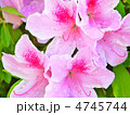 つつじ