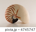 オウムガイ オウムガイ