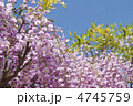 藤の花