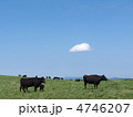 高原の放牧