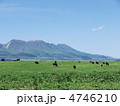 高原の放牧