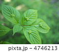 花筏