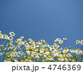 カモミール
