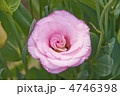 トルコ桔梗の花