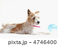 犬と地球儀