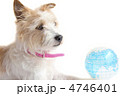 犬と地球儀
