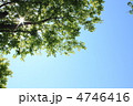 木漏れ日
