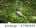 草の間から見えるムクドリ