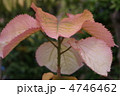 新葉の時の鮮やかな深紅が褪せたオオバベニガシワの葉・横位置 新葉の時の鮮やかな深紅が褪せたオオバベニガシワの葉・横位置