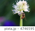 ミツバチとねぎ坊主