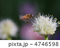 ミツバチとねぎ坊主