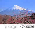 紅梅と富士山-223016