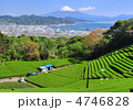 茶畑と富士山-8725