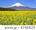 忍野の菜の花畑と富士山-77799