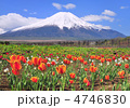 チューリップと富士山-77782